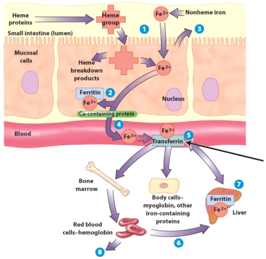 How is iron transported in the blood?   