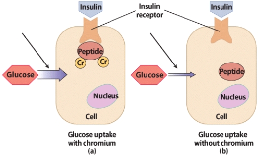 What role does chromium play in glucose uptake to the cell?   
