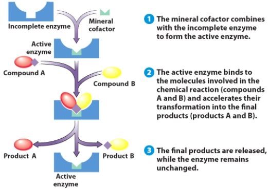 What is the role of a mineral cofactor?    