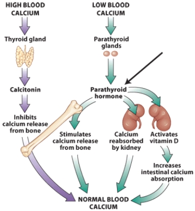 What stimulates the secretion of parathyroid hormone? What are the specific actions of this hormone?   