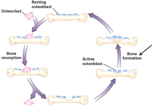 Which cells are responsible for bone formation?   