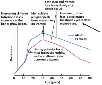 How does gender affect bone mass at different stages of the life cycle?   