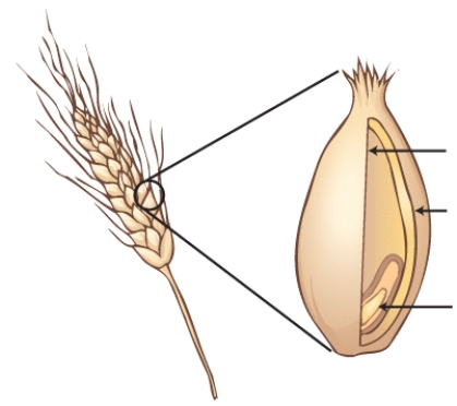 Identify the parts of a whole-grain kernel,and describe the nutrients that are found in each part.Then,describe the parts of the kernel that are used to produce white,enriched, all-purpose  flour and identify the nutrients that would NOT be present in this flour.   
