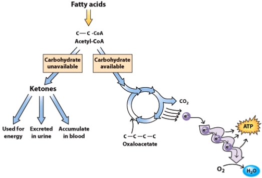 Identify the metabolic process represented by this figure and describe conditions under which this process would take place.   