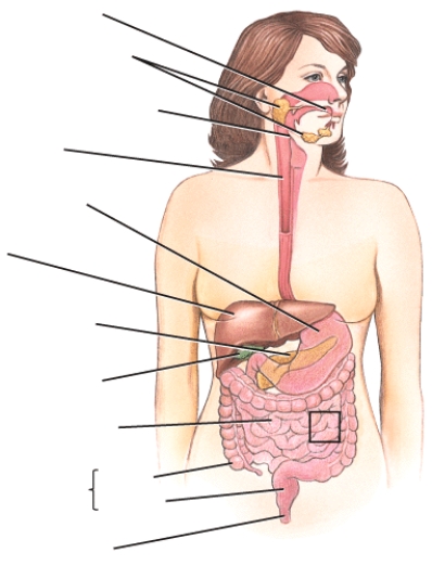 Identify the organs of the digestive system.Briefly describe the digestive process that occurs in each organ or section of the system.   