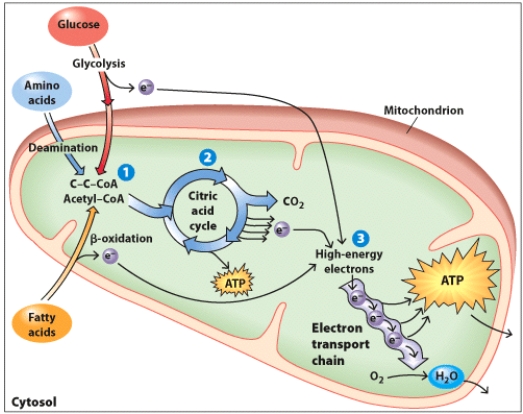Using the figure as a guide,complete the description of the process of cellular respiration. Why is this process referred to as  respiration?  a)Cellular respiration uses ________ to convert glucose,fatty acids,and amino acids into ________,water,and _______,in the form of ATP. b)In the presence of oxygen,glucose,fatty acids,and amino acids can be metabolized to produce ___________. c)______________ is broken down by the citric acid cycle to yield carbon dioxide (CO<sub>2</sub>)and high-electrons. d)The __________ are shuttled to the electron transport chain where their energy is used to generate ATP and they combined with oxygen and hydrogen to form water.   