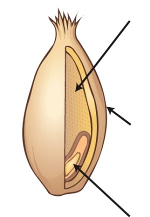 Identify the parts of a whole-grain kernel,and describe the nutrients that are found in each part.Then,describe the parts of the kernel that are used to produce white,enriched, all-purpose  flour and identify the nutrients that would not be present in this flour.   