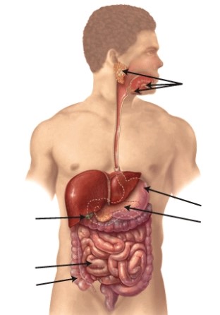 For each area of the digestive tract indicated,describe what process of carbohydrate digestion takes place in that area.Explain how the digestion of sugar,starches,and fiber are different from each other.   
