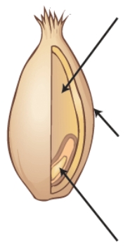 Identify the parts of a whole-grain kernel,and describe the nutrients that are found in each part.Then,describe the parts of the kernel that are used to produce white,enriched, all-purpose  flour and identify the nutrients that would not be present in this flour.   