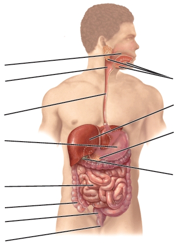 Identify the organs of the digestive system.Briefly describe the digestive process that occurs in each organ or section of the system.   
