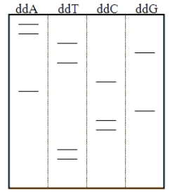 What is the genetic sequence shown on the autoradiogram below?   A)  AATGTCAGCCTT B)  TTCCGACTGTAA C)  AAATTTTCCCGG D)  GGCCCTTTTAAA E)  TTTAAAAGGGCC