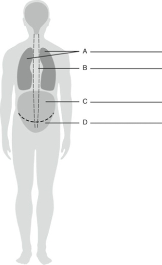 Fill in the correct labels for the following figure using the word bank below.    -D _______________ A) Abdominal cavity B) Pleural sac C) Pelvic cavity D) Pericardial cavity