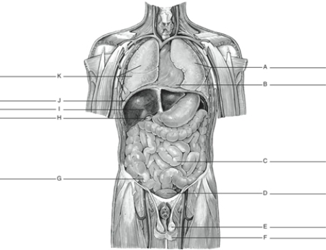 Fill in the correct labels for the following figure using the word bank below. a.Small intestine b.Scrotum c.Liver d.Gallbladder e.Diaphragm f.Pericardial sac containing heart g.Right lung h.Left lung i.Appendix j.Testis k.Urinary bladder H _______________
