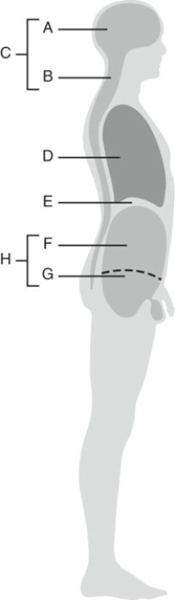 Fill in the correct labels for the following figure using the word bank below.    -D _____ A) Abdominal cavity B) Abdominopelvic cavity C) Cranial cavity D) Diaphragm E) Dorsal cavity F) Pelvic cavity G) Thoracic cavity H) Vertebral canal