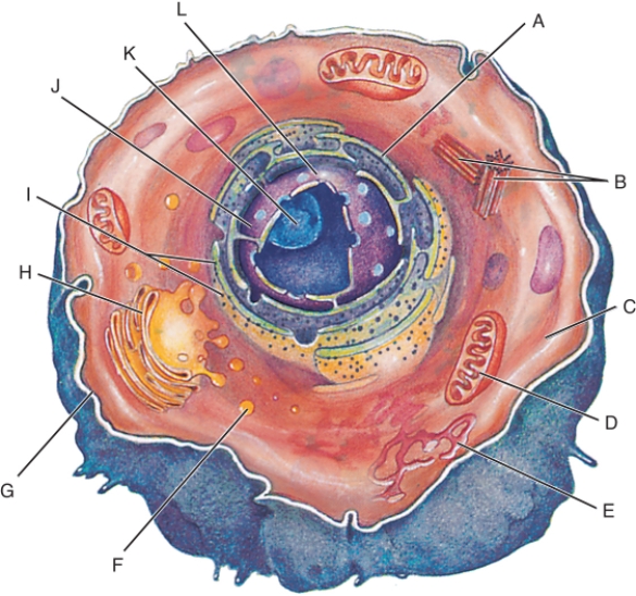 Fill in the correct labels for the following figure using the word bank below.    -I _____ A) Centrioles B) Cytoplasm C) Golgi complex D) Lysosome E) Mitochondrion F) Nuclear membrane G) Nucleolus H) Nucleus I) Plasma membrane J) Ribosomes K) Rough endoplasmic reticulum L) Smooth endoplasmic reticulum