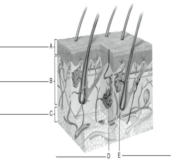 Fill in the correct labels for the following figure using the word bank below.    -E _____ A) Dermis B) Epidermis C) Sebaceous gland D) Subcutaneous layer E) Sweat gland