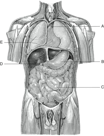 Fill in the correct labels for the following figure using the word bank below.    -E __________ A) Arch of aorta B) Gall bladder C) Right lung D) Small intestine E) Stomach
