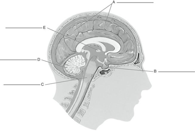 Fill in the correct labels for the following figure using the word bank below.    -E __________ A) Cerebellum B) Cerebrum C) Medulla D) Pituitary E) Thalamus