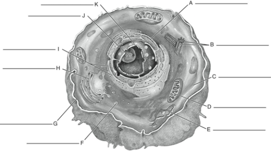 Fill in the correct labels for the following figure using the word bank below.    -H ____________ A) Mitochondrion B) Plasma membrane C) Ribosomes D) Centrioles E) Nucleolus F) Cytoplasm G) Rough endoplasmic reticulum H) Nucleus I) Smooth endoplasmic reticulum J) Lysosome K) Golgi complex