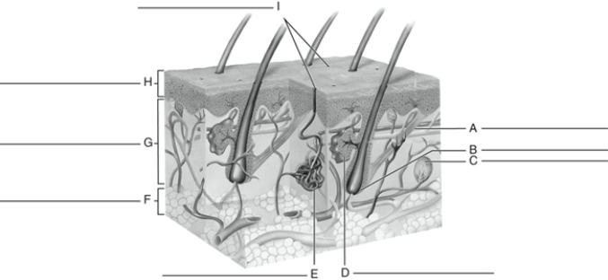 MATCHING Fill in the correct labels for the following figure using the word bank below. a.Sweat gland b.Epidermis c.Hair follicle d.Dermis e.Arrector pili f.Openings of sweat glands g.Sebaceous gland h.Nerve ending i.Subcutaneous layer A ____________