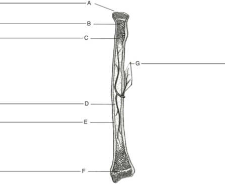MATCHING Fill in the correct labels for the following figure using the word bank below.   a.Compact bone b.Marrow cavity c.Epiphyseal line d.Articular surface e.Periosteum f.Red marrow g.Spongy bone B ____________<div style=padding-top: 35px> 