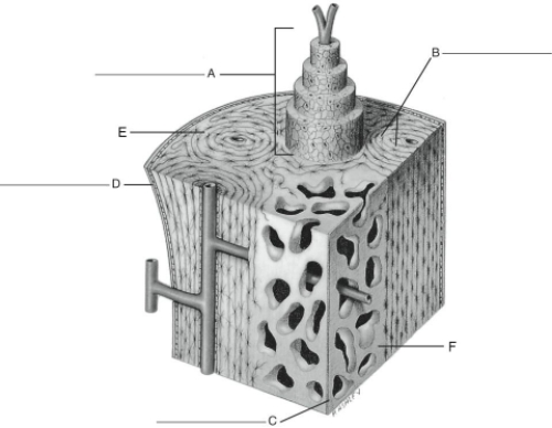 Fill in the correct labels for the following figure using the word bank below.   a.Endosteum b.Compact Bone c.Spongy Bone d.Lacunae containing osteocytes e.Haversian system f.Fibrous layer of periosteum C ___________<div style=padding-top: 35px> 