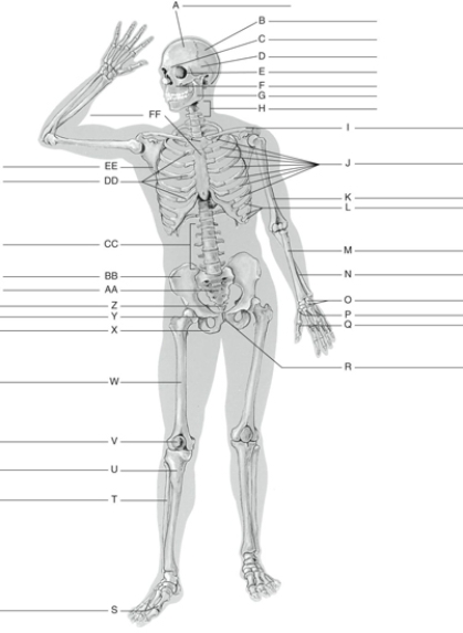 Fill in the correct labels for the following figure using the word bank below.   a.True ribs b.Maxilla c.Carpals d.Clavicle e.Patella f.Ischium g.Metacarpals h.Phalanges i.Temporal j.Pubis k.Frontal l.Cervical vertebrae m.Femur n.Parietal o.Phalanges p.Nasal q.False ribs r.Pubic symphysis s.Ulna t.Tibia u.Humerus v.Fibula w.Radius x.Coccyx y.Orbit z.Mandible A ___________<div style=padding-top: 35px> 