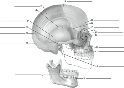 Fill in the correct labels for the following figure using the word bank below.   a.Squamous suture b.Styloid process of temporal c.Lambdoidal suture d.Maxilla e.External auditory meatus f.Frontal g.Coronal suture h.Occipital i.Parietal j.Orbit k.Nasal l.Ramus m.Temporal n.Sphenoid o.Malar (zygomatic) p.Lacrimal q.Mandible r.Ethmoid I ___________<div style=padding-top: 35px> 