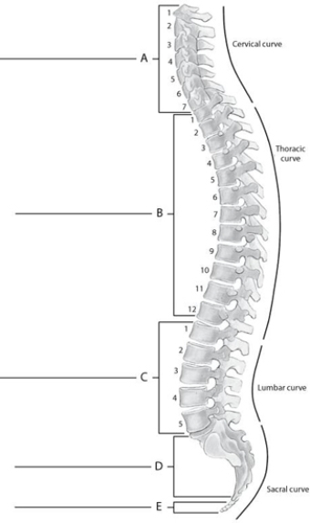 Fill in the correct labels for the following figure using the word bank below.    -C __________ A) Sacral vertebrae B) Coccygeal vertebrae C) Cervical vertebrae D) Thoracic vertebrae E) Lumbar vertebrae