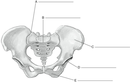 Fill in the correct labels for the following figure using the word bank below.    -A ___________ A) Acetabulum B) Sacroiliac joint C) Pubis D) Ilium E) Sacrum