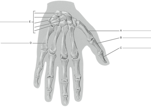 Fill in the correct labels for the following figure using the word bank below.    -B ___________ A) Distal phalanx B) Carpals C) Metacarpal D) Proximal phalanx E) metacarpal