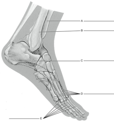 Fill in the correct labels for the following figure using the word bank below.    -C __________ A) Proximal phalanges B) Calcaneus C) Fibula D) Tibia E) Metatarsals