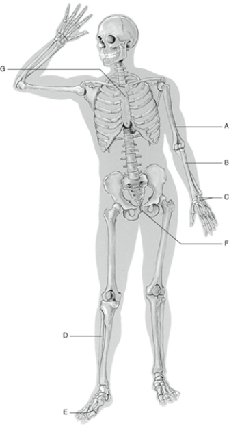 Fill in the correct labels for the following figure using the word bank below.   -C _________ A) Carpels B) Fibula C) Humerus D) Metatarsals E) Pubic symphysis F) Radius G) Sternum
