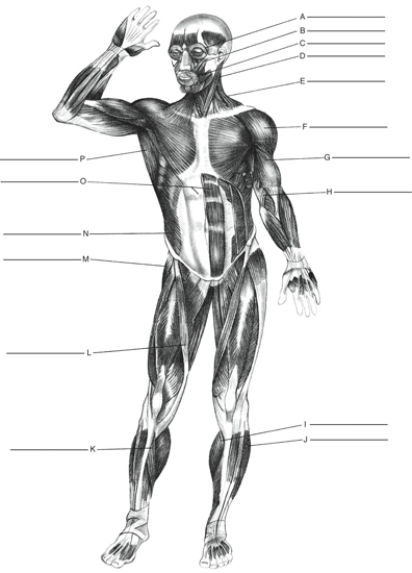 Fill in the correct labels for the following figure using the word bank below.    -A ___________ A) Deltoid B) Sartorius C) Rectus abdominis D) Zygomatic E) Orbicularis oculi F) External oblique G) Gluteus medius H) Sternocleido- mastoid I) Brachialis J) Trapezius K) Biceps brachii L) Gastrocnemius M) Latissimus dorsi N) Peroneus O) Soleus P) Orbicularis oris