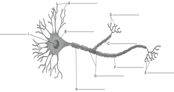 Fill in the correct labels for the following figure using the word bank below.    -G ___________ A) Synaptic terminals B) Nodes of Ranvier C) Schwann cell D) Dendrites E) Cell body F) Collateral branch G) Axon H) Nucleus I) Terminal branches