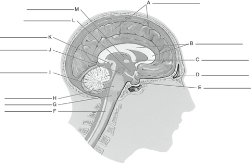Fill in the correct labels for the following figure using the word bank below.    -B ___________ A) Optic chiasma B) Midbrain C) Pituitary D) Cerebellum E) Pineal body F) Thalamus G) Cerebrum H) Fornix I) Corpus callosum J) Spinal cord K) Pons L) Medulla M) Hypothalamus