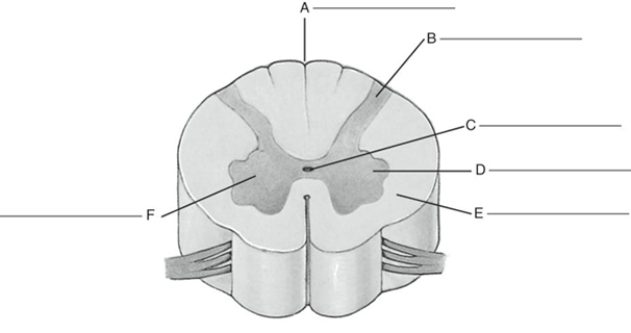 Fill in the correct labels for the following figure using the word bank below. a.Gray matter b.Anterior column c.Posterior column d.Posterior (dorsal) fissure e.White matter f.Central canal A ___________