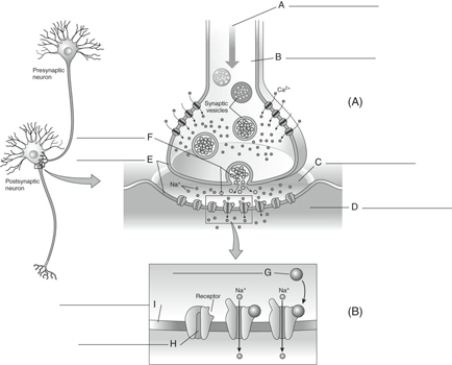 Fill in the correct labels for the following figure using the word bank below. a.Postsynaptic neuron b.Presynaptic neuron c.Action potential d.Neurotransmitter e.Plasma membranes f.Synaptic cleft B ___________