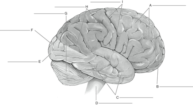 Fill in the correct labels for the following figure using the word bank below. a.Occipital lobe b.Prefrontal area c.Parietal lobe d.Cerebellum e.Frontal lobe f.Central sulcus g.Temporal lobe h.Medulla i.Cerebrum C __________