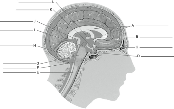 Fill in the correct labels for the following figure using the word bank below.    -A ___________ A) Medulla B) Midbrain C) Hypothalamus D) Corpus callosum E) Cerebellum F) Thalamus G) Fornix H) Optic chiasma I) Pineal body J) Pituitary K) Spinal cord L) Pons