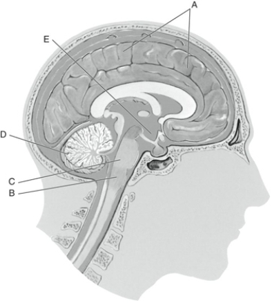 Fill in the correct labels for the following figure using the word bank below.    -A _________ A) Cerebellum B) Cerebrum C) Hypothalamus D) Medulla E) Pons