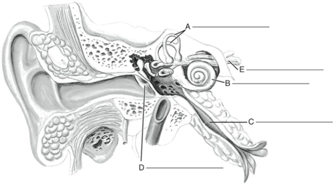 Fill in the correct labels for the following figure using the word bank below.    -E _________ A) Cochlea B) Cochlear nerve C) Eustachian tube D) Semicircular canals E) Tympanic membrane