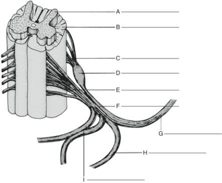 MATCHING Fill in the correct labels for the following figure using the word bank below.   a.Ventral root b.Spinal ganglion c.Autonomic branch d.White matter e.Spinal nerve f.Ventral branch g.Gray matter h.Dorsal root i.Dorsal branch E ___________<div style=padding-top: 35px> 