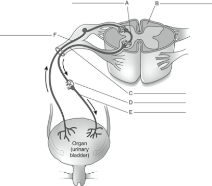 Fill in the correct labels for the following figure using the word bank below.   a.Ganglion b.Afferent neuron c.Interneuron d.First efferent neuron e.Spinal cord f.Second efferent neuron F __________<div style=padding-top: 35px> 