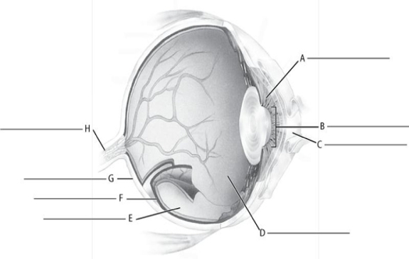 Fill in the correct labels for the following figure using the word bank below.    -G __________ A) Choroid B) Cornea C) Posterior cavity (vitreous humor)  D) Sclera E) Pupil F) Optic nerve G) Retina H) Iris