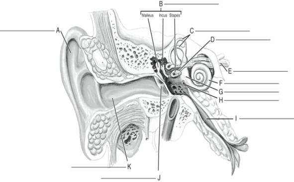 Fill in the correct labels for the following figure using the word bank below.    -B __________ A) Round window B) Oval window C) Eustachian tube D) Cochlear nerve E) Pinna F) Semicircular canals G) Ossicles H) External auditory meatus I) Cochlea J) Tympanic membrane K) Vestibule