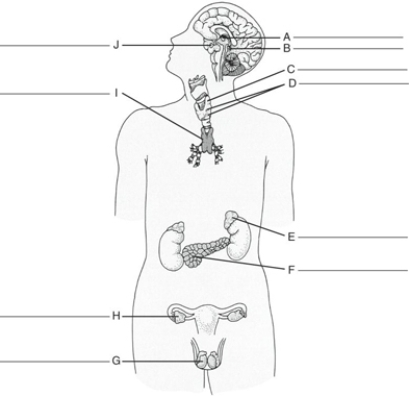 MATCHING Fill in the correct labels for the following figure using the word bank below. a.Pancreas b.Thymus c.Testis d.Hypothalamus e.Pituitary f.Pineal g.Ovary h.Parathyroid glands i.Adrenal j.Thyroid I __________