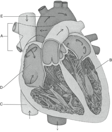 Fill in the correct labels for the following figure using the word bank below.    -A __________ A) Aorta B) Inferior vena cava C) Left ventricle D) Pulmonary artery E) Right atrium