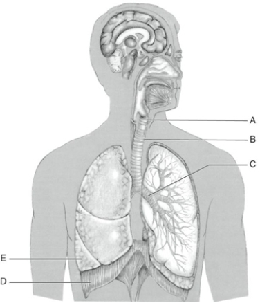 Fill in the correct labels for the following figure using the word bank below.    -B __________ A) Diaphragm B) Larynx C) Primary bronchus D) Right lung E) Trachea