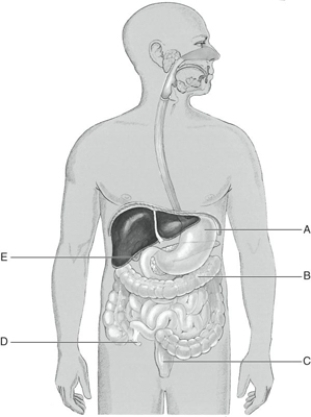 Fill in the correct labels for the following figure using the word bank below.    -C _________ A) Gall bladder B) Stomach C) Rectum D) Transverse colon E) Vermiform appendix